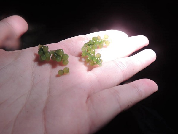 澎湖旅遊-夜間照海